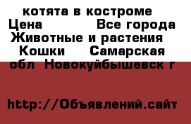 котята в костроме › Цена ­ 2 000 - Все города Животные и растения » Кошки   . Самарская обл.,Новокуйбышевск г.